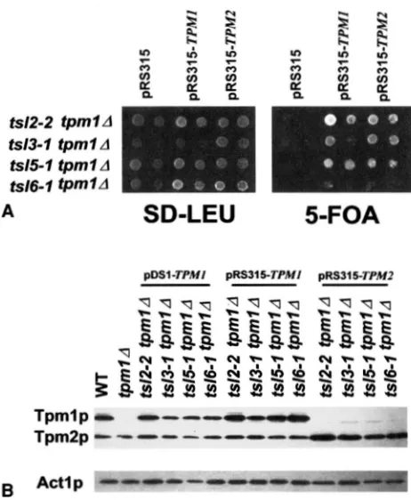 FIGURE 4.-Mutations yeast tropomyosin. 