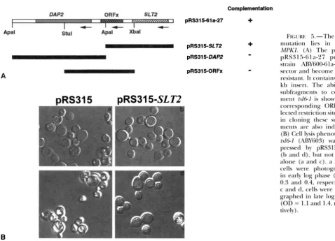 FIGURE 6-Diagram between tsl mutations. 