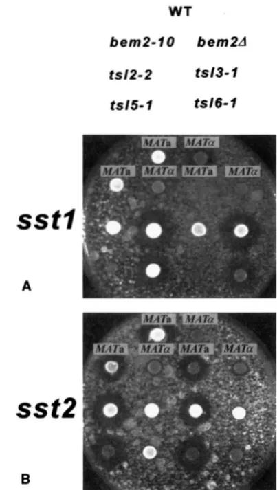 FIGURE 2.-blmutant$ ABY666), pheromone-sensitive and after  2-3 days tion Both plates Halos arrangement one (ABY248,  ABY249), are not defective in secretion