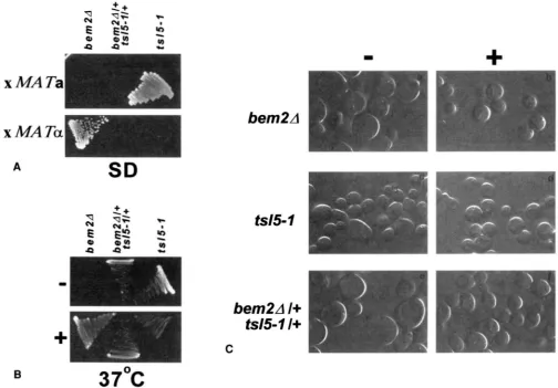 FIGURE BLM2 +, suppressed by an extra copy auxotrophy complementation with morphological defects in 6m2A 01’ bm2A of cells was not complemented in +, ba2A 3.-km2A shows morphological unlinked noncomplementation with ts15-1
