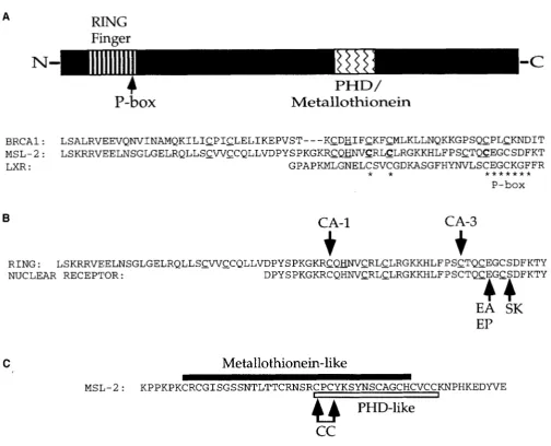 FIGURE 6.-Mutagenesis Therefore  to  determine  the structure for  the amino-terminal cysteine cluster, specific residues critical alignment family