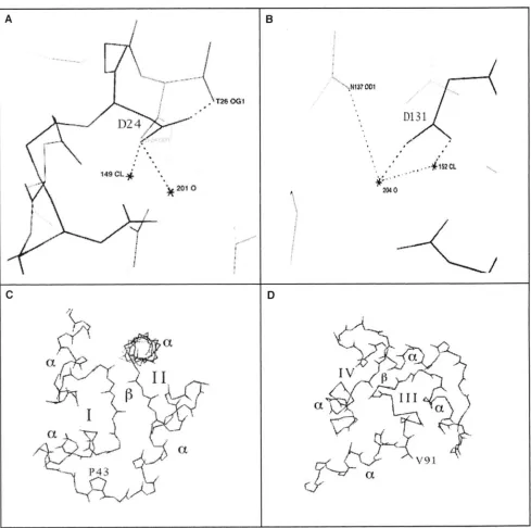 FIGURE 3.-Predicted binding sites of Drosophila ion and  thus bond site an CAM display chain carboxylate oxygens coordinates  the calcium  ion in the D24N mutation may therefore  decrease calcium binding affinity at site positioning  of may  play linker,  