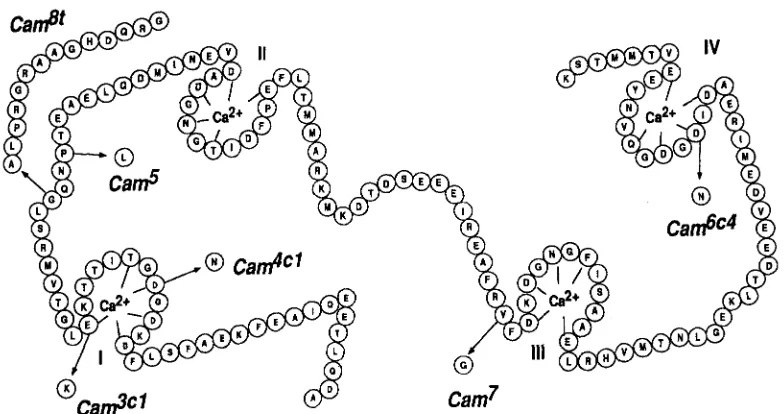 FIGURE 1.-Amino  acid  sequence  changes  in  the  EMSgenerated aspartate  131  to  an  asparagine