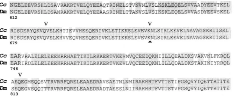 FIGURE 1.-Sequence alignment of the  Ctermi- nal  regions  of  the  de- 