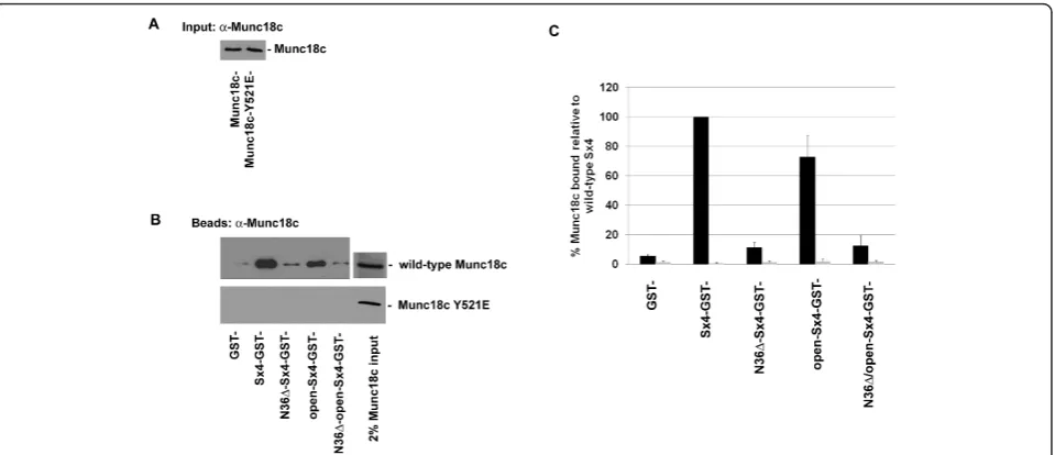 Figure 4 Munc18c-Y521E does not bind to Sx4. 1 μg of GST, Sx4-GST or the Sx4 mutants immobilised on glutathione-Sepharose, wereincubated with 1 μg of either wild-type Munc18c or Munc18c-Y521E in binding buffer overnight at 4°C