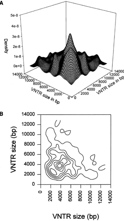 FIGURE 4.-Kernel  density  estimates tions  for VNTR locus DlS7. of genotypic  distribu- (A) Surface plot