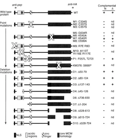 FIGURE by the conditional alleles strains. nd,  not  done.  The relative positions grouped and the approximate location of the mutations are for the anti-peptide Cdcl9p antibody and the or MI-MS the behavior of the HA-tagged protein expressed from the affe