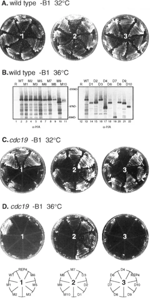 FIGURE 6.-Phenotypes from expression of mutant  Cdcl9p in the temperature-sensi- 