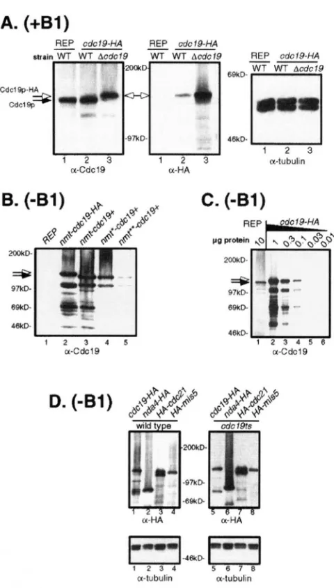 FIGURE 2.--Immunological detection of Cdcl9p from sion yeast protein extracts. fis- (A) The anti-Cdcl9p peptide anti- body  specifically  recognizes Cdcl9p in  wild-type  cells