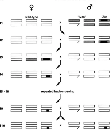 FIGURE 2.-The - crossed gression scheme. Boxes for "Ives," and black for shading  for wild type, gray each  generation after 12, a sex represent  chromo- somes genes  linked on  right), tion of introgression
