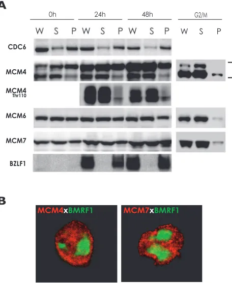 FIG. 1. Biochemical analysis of the subcellular distribution ofCDC6, MCM4, MCM6, and MCM7 in lytic-program-induced Tet-