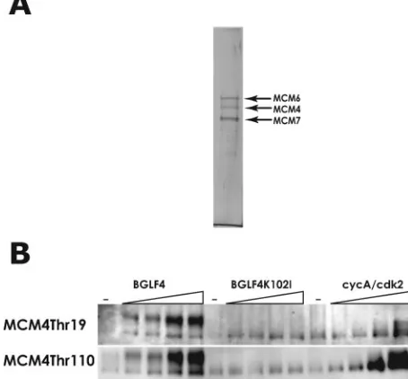 FIG. 4. EBV-PK phosphorylates Thr-19 and Thr-110 residues onMCM4 of the MCM4-6-7 hexamer in vitro
