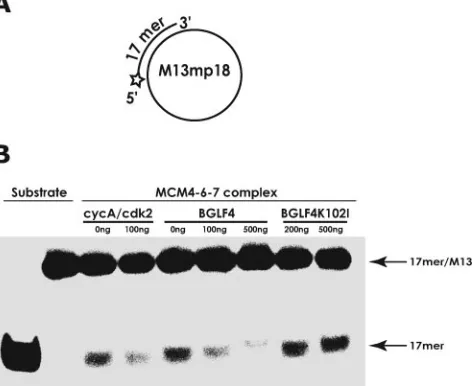 FIG. 5. EBV-PK, like CDK2/cyclin A, inhibits DNA helicase (un-winding) activity associated with the MCM4-6-7 complex