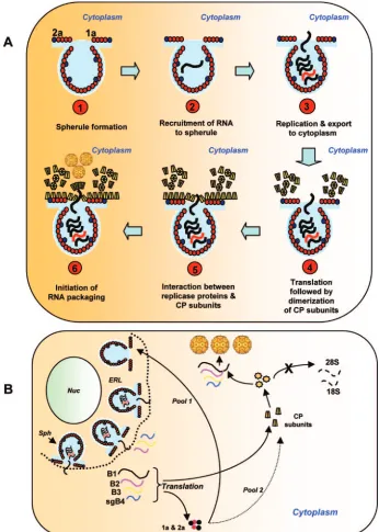 FIG. 9. Schematic diagram illustrating two possible models of BMV RNA packaging mediated by interaction between CP and viral replicaseproteins