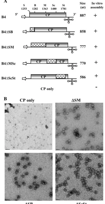 FIG. 1. Schematic representation of wild-type (wt) and deletionvariants of B4. (A) The organization of wt B4 is shown, with noncoding