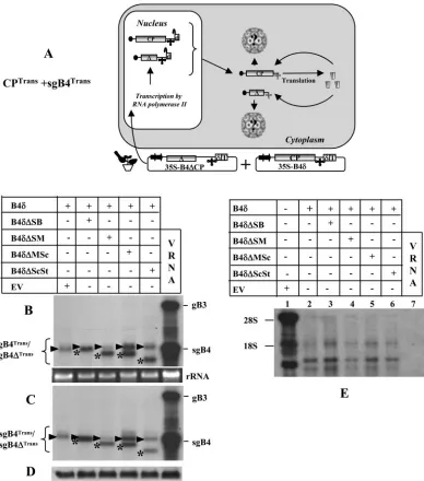 FIG. 3. (A) Graphic representation of an agroinﬁltration scheme designed to analyze sgB4 packaging involving coexpression of sgB4Transbenthamianaof BMV CP