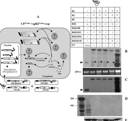 FIG. 4. (A) Graphic representation of packaging events examined when leaves coexpressing sgB4Transused to inﬁltrate leaves ofmigrating slower than sgB4supplemented with gB1 and gB2 to induce viral replication