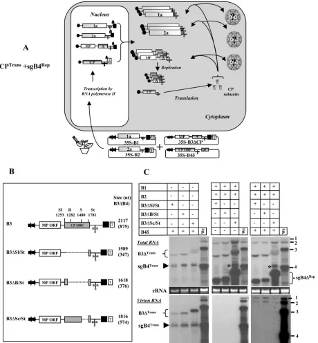 FIG. 5. (A) Graphic representation of packaging events examined in leaves expressing sgB4Repthree wt BMV transformants
