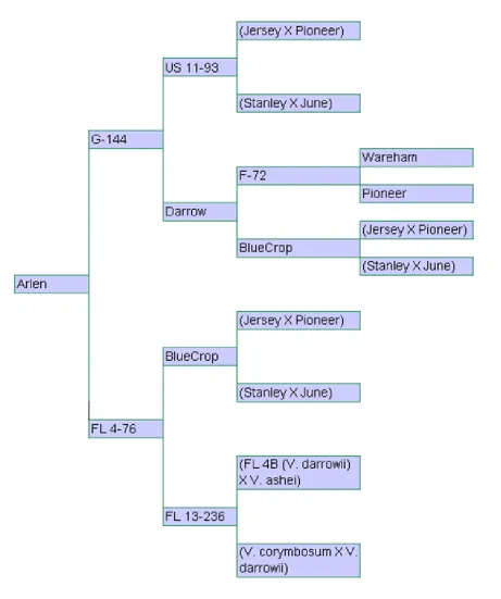 Figure 2.1 Genealogy for southern highbush blueberry cv. 'Arlen'.  