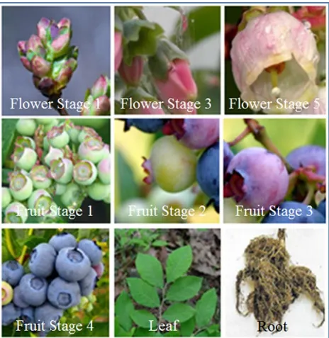Figure 2.2 Guide Images for Blueberry Developmental Stages of Collected Tissues. All tissues pictured here were used to create comprehensive de novo transcriptome assemblies for cvs