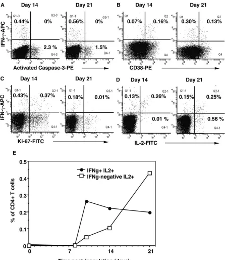 FIG. 6. Comparison of vaccinia virus-speciﬁc CD4�coexpression of IFN-14 and day 21 are shown, including the coexpression of (A) activated caspase-3, (B) CD38, (C) Ki-67, and (D) IL-2