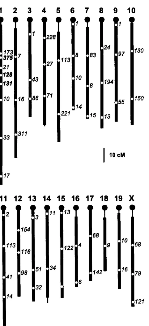 FIGURE 2.-Genome  coverage of the 56 selected  microsatel- lites  used for selective cus  names  have marker