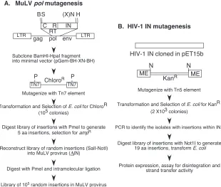 FIG. 1. (A) Generation of the M-MuLV polproviral construct are outlined. The top ﬁgure schematically outlines the pNCA-C XN construct, containing the viral LTR and insertional library