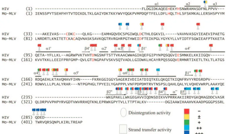 FIG. 3. Mutation functional map of insertions of HIV IN. Positions of each insertion (indicated by arrow) and their activity (using differentcolor scheme) relative to disintegration (circle) and strand transfer activity (square) are shown in the alignment of HIV-1 and MuLV IN protein.