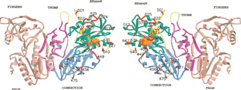 FIG. 6. Position of the linker insertions within M-MuLV RT-RNase H. The ﬁgure shows two views, differing by 180°, of the molecular modelof the M-MuLV RT