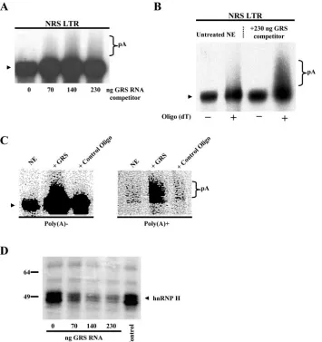 FIG. 3. hnRNP H inhibits polyadenylation. (A) To sequester endogenous hnRNP H, nuclear extract was supplemented with increasingamounts of GRS competitor RNA