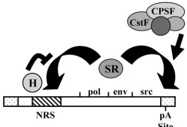 FIG. 4. Model for direct polyadenylation stimulation by the NRS.hnRNP H and SR proteins both competitively bind to the NRS.
