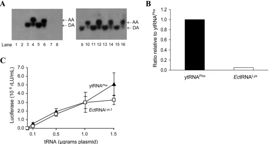 FIG. 3. Expression of E. coli tRNALysof the aminoacylated (AA) and deacylated (DA) samples is shown