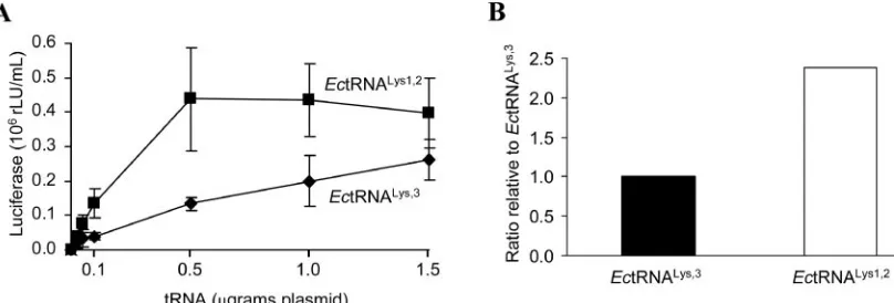 FIG. 5. Complementation of HXB2(Ecthe amount of tRNA molecules per sample ofstandards oftransfected with 500 ng of pU6luciferase activity obtained from mock-transfected cultures was subtracted from each sample