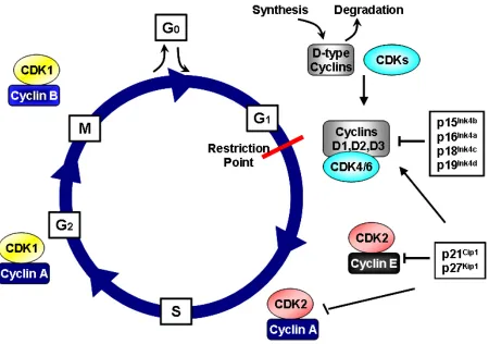Figure 1.  The Cell Cycle and CDKs.  The cell cycle is divided into four phases, first gap phase (Gphase)