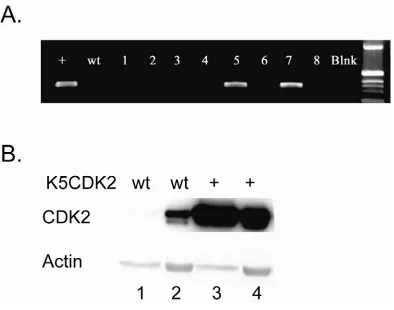 Figure 3.  Founder K5CDK2 transgenic mice.  A.  PCR analysis of genomic DNA from tail clips of founders shows integration of K5CDK2 plasmid DNA in two first from epidermis (lane 1 & 3) and thymus (lane 2 & 4) of second generation K5CDK2 transgenic and wild