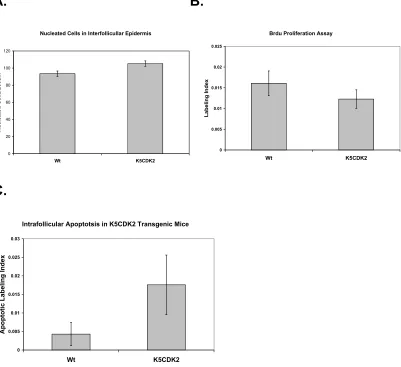 Figure 5.  Proliferation and apoptosis analysis of K5CDK2 skin.  (A)  Quantification 