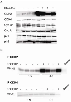 Figure 8.  Densitometry analysis of immunblots indicates that CDK2 protein expression is an average of 8.4 fold higher in K5CDK2 papillomas in comparison to wild type papillomas, n=4