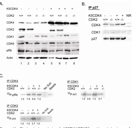 Figure 11. Biochemical analysis of K5CDK4/CDK2 -/- epidermal lysates.  A.  Immunoblots analysis of epidermal protein lysates from age matched wt (1-2), CDK2-/- (3-4), K5CDK4 (5-6) and K5CDK4/CDK2-/- (7-8) mice with actin used as loading control