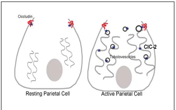 Figure 1. ClC-2 is localized in the parietal cells and have functional role in secretion, barrier function, and organization of the gastric glands