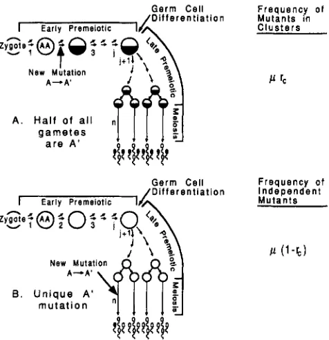 FIGURE 1.-Partition of mutation rate according to an ideal model of gametogenesis in multicellular organisms