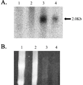 FIG. 3. Detection of the 2.0-kb LAT intron in transgenic mousetissues by Northern blot analysis
