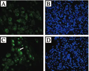 FIG. 6. FISH of transgenic mouse TG detects LAT in the nuclei of most neurons but not glial cells