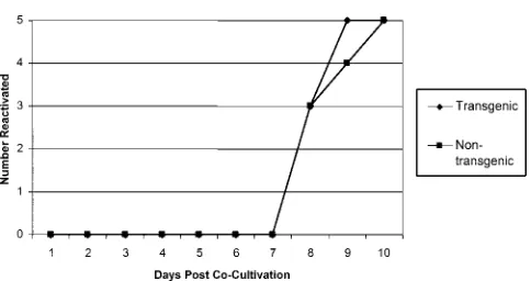 FIG. 9. Effect of LAT transgene on reactivation of HSV-1 fromlatently infected DRG. Transgenic and nontransgenic mice were in-