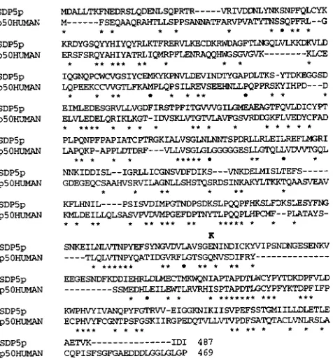 FIGURE 9,"Comparison with  the  sequence The  mutation  found  in sequences.  The  sequences and of Sdp5p  and  human  p50  protein of human  p50 ( Z W G  et al