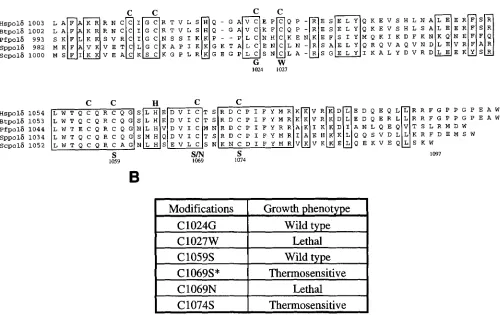 FIGURE 1.-Localization and phenotype of mutants in the cysteine-rich domain of Pols. (A)  Amino  acid sequence homology between the Cterminal ends of the catalytic DNA polymerase 