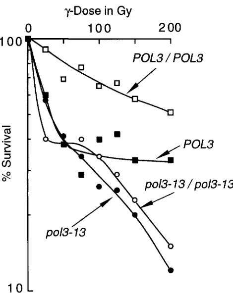FIGURE 4.-Response pol?-l? Wild-type on YPD plates  for tial-phase  cultures  were  irradiated  with ofpol?-l? to y irradiation