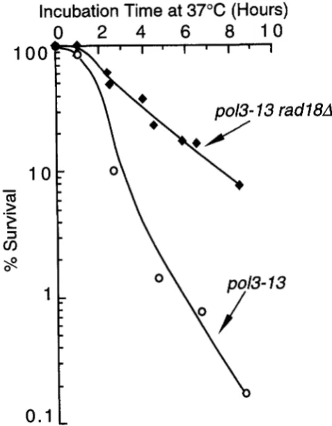 FIGURE 7.-rad18A various vity transfer  to partially  suppresses  the  thermosensiti- of poZ3-13