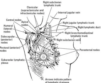 FIGURE 2 - REPRESENTING LYMPHATIC DRAINAGE OF THE BREAST 