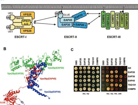 FIG. 1. ESCRT-II structure and interactions. (A) Schematic model summarizing the protein interactions of the human ESCRT-II complex (seethe text for details)