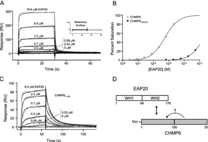 FIG. 3. Interactions between EAP20 and CHMP6. (A) Yeast two-hybrid mapping of the interaction sites between EAP20 and CHMP6.(B) GST pull-down experiment showing a direct interaction between EAP20 and the N-terminal half of CHMP6